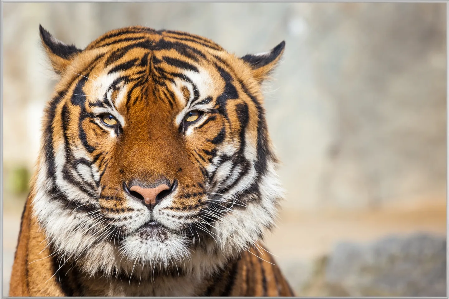 image LAND Bild mit Rahmen Tiger | Schubiger Möbel