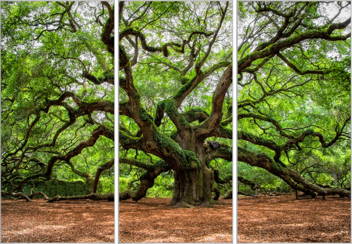 image LAND Bild mit Rahmen Verzweigter Baum | Schubiger Möbel