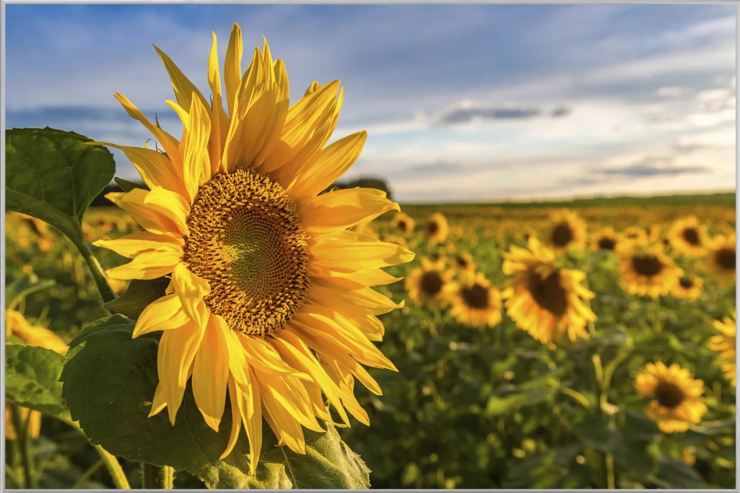 image LAND Bild mit Rahmen Sonnenblumenfeld | Schubiger Möbel