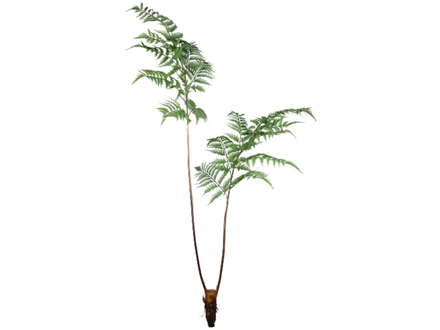Gasper Kunstpflanze Farn H: 150 cm | Schubiger Möbel