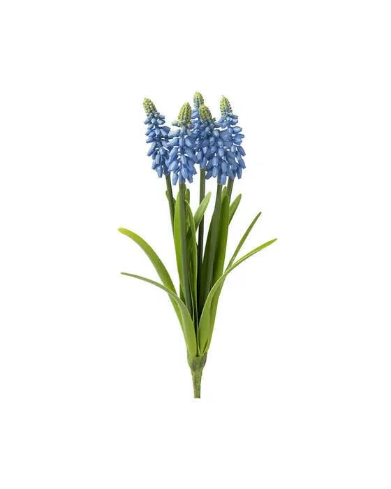 Perlehyacint afskåret blomst blå