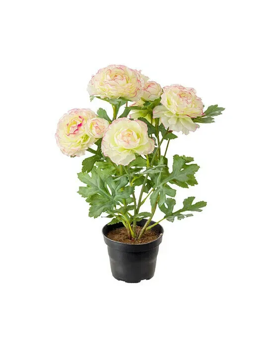 Ranunkel potteplante lyserød