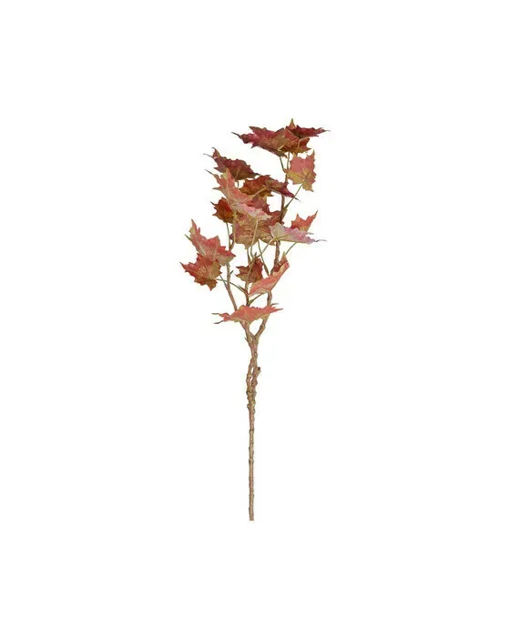 Maple Cut Flower Orange