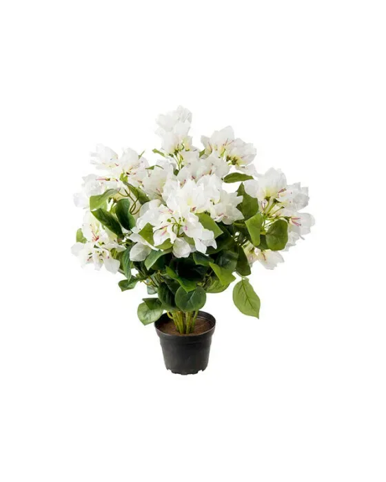 Bougainvillea potteplante hvid