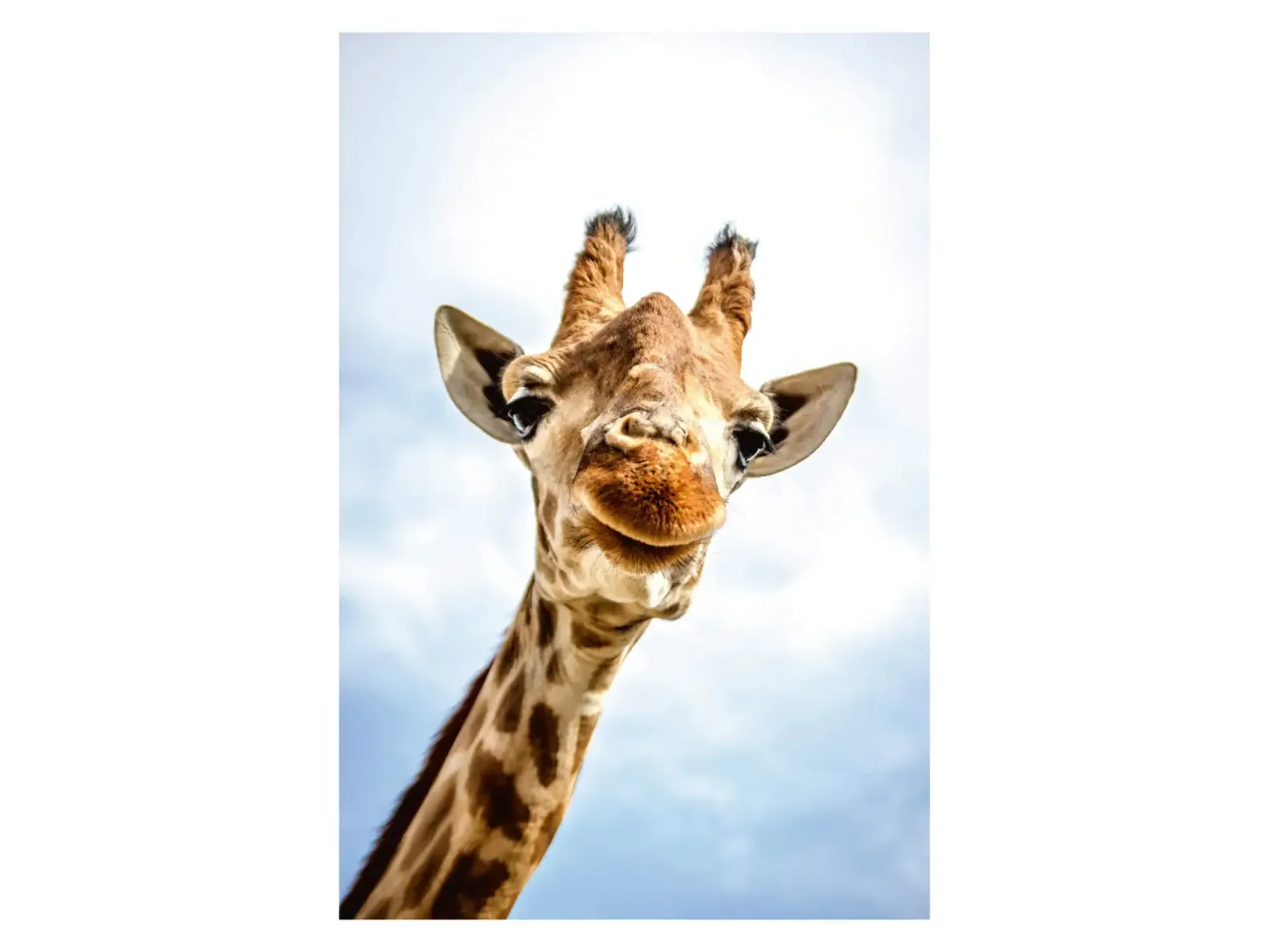 image LAND Digitaldruck auf Acrylglas Lächelnde Giraffe | Schubiger Möbel