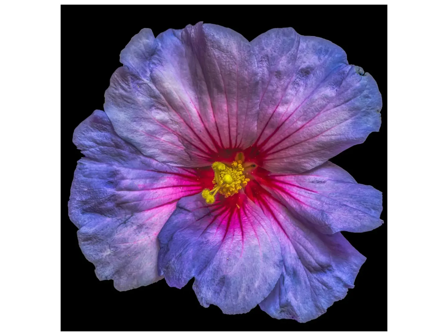 image LAND Digitaldruck auf Glas Hibiskusblüte in Blau und Rosa Blau | Schubiger Möbel