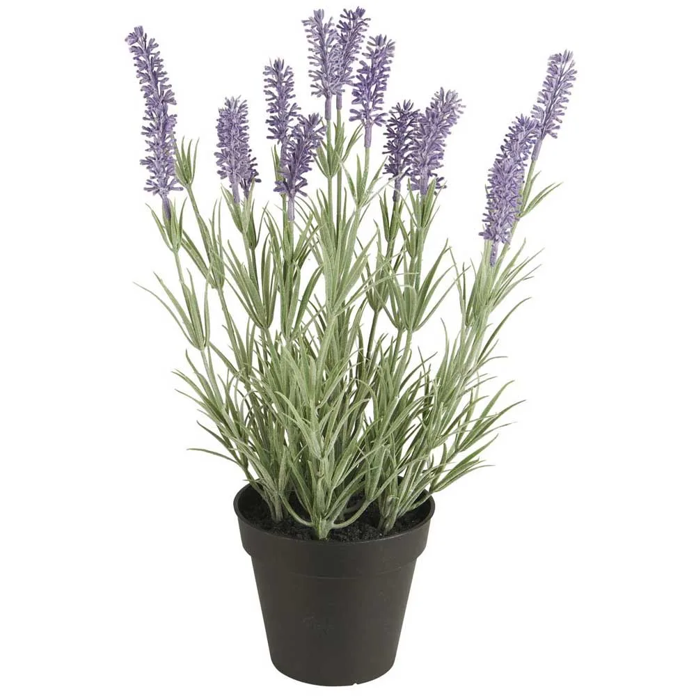 Lavendelblomma i kruka 40 cm