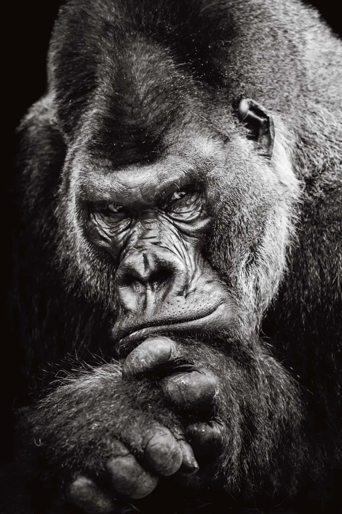image LAND Canvas Imposanter Gorilla | Schubiger Möbel
