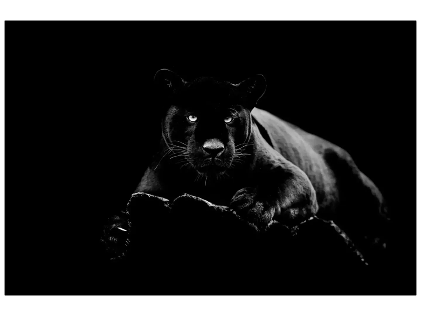 image LAND Digitaldruck auf Glas Panther | Schubiger Möbel
