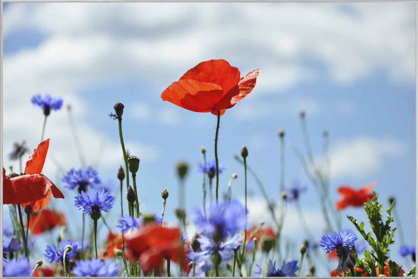 image LAND Bild mit Rahmen Blüten Vor Blauem Himmel | Schubiger Möbel