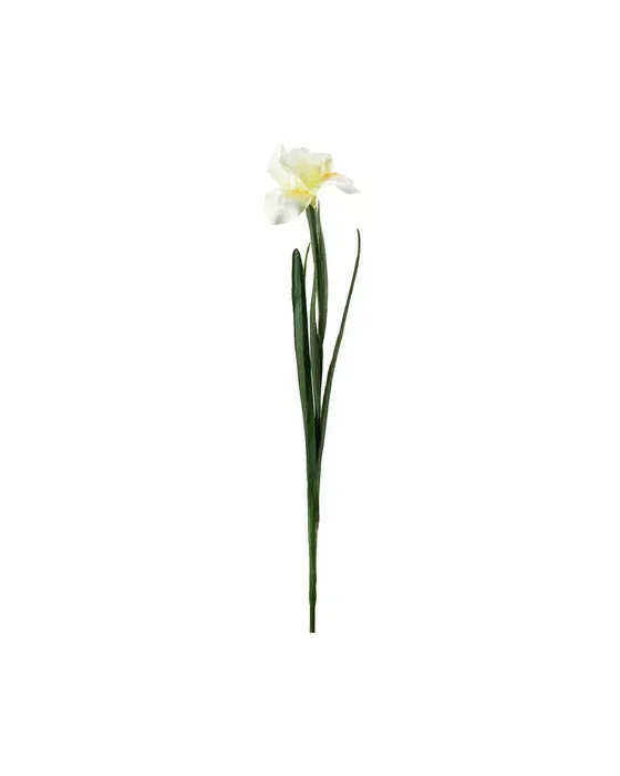 Iris afskårne blomster gul