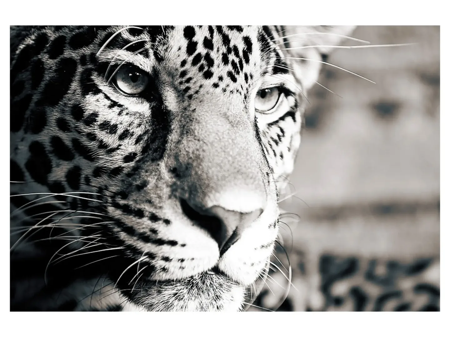 image LAND Digitaldruck auf Acrylglas Leopard | Schubiger Möbel
