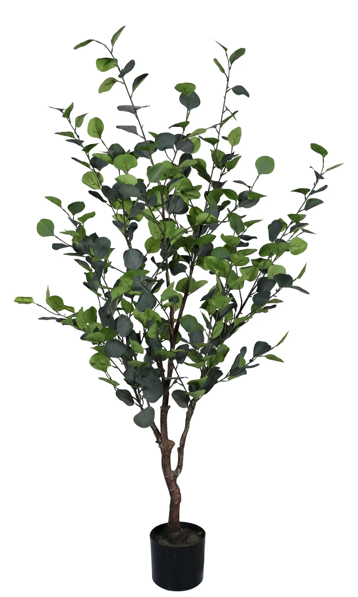 Bizzotto Kunstpflanzen Eukalyptus H: 150 cm | Schubiger Möbel