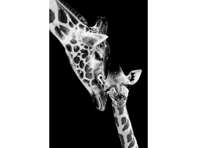 Plexiglasbild KIRIN 1 Stück plexiglas mehrfarbig 60x90x0.35cm