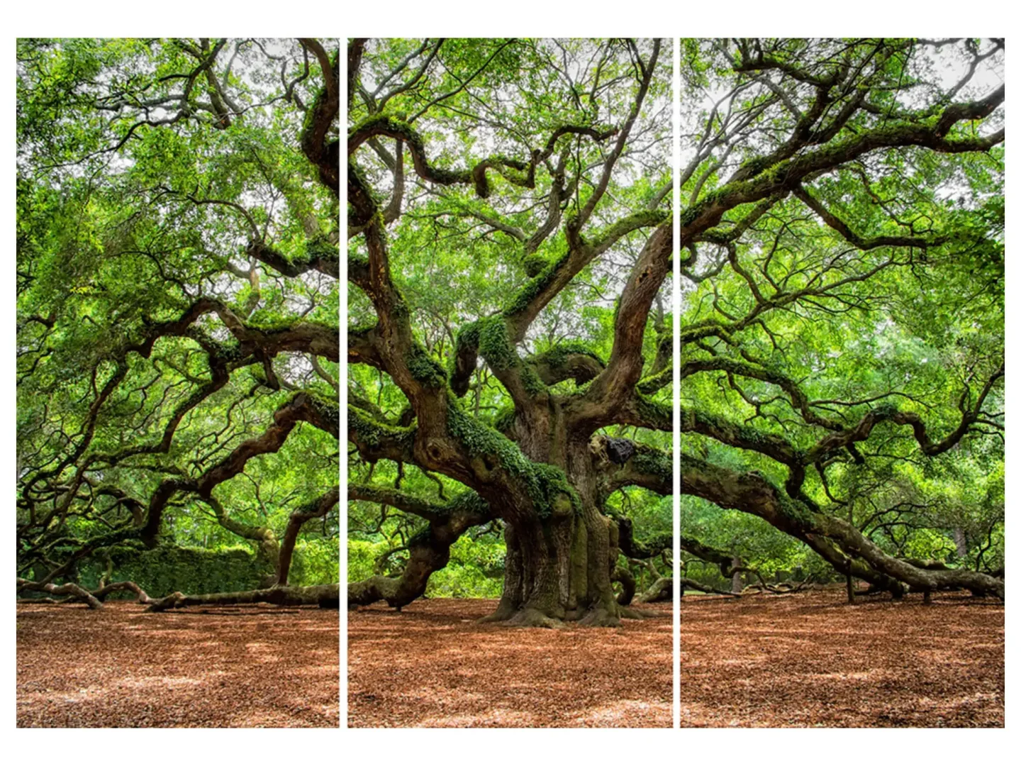 image LAND Digitaldruck auf Glas Verzweigter Baum | Schubiger Möbel