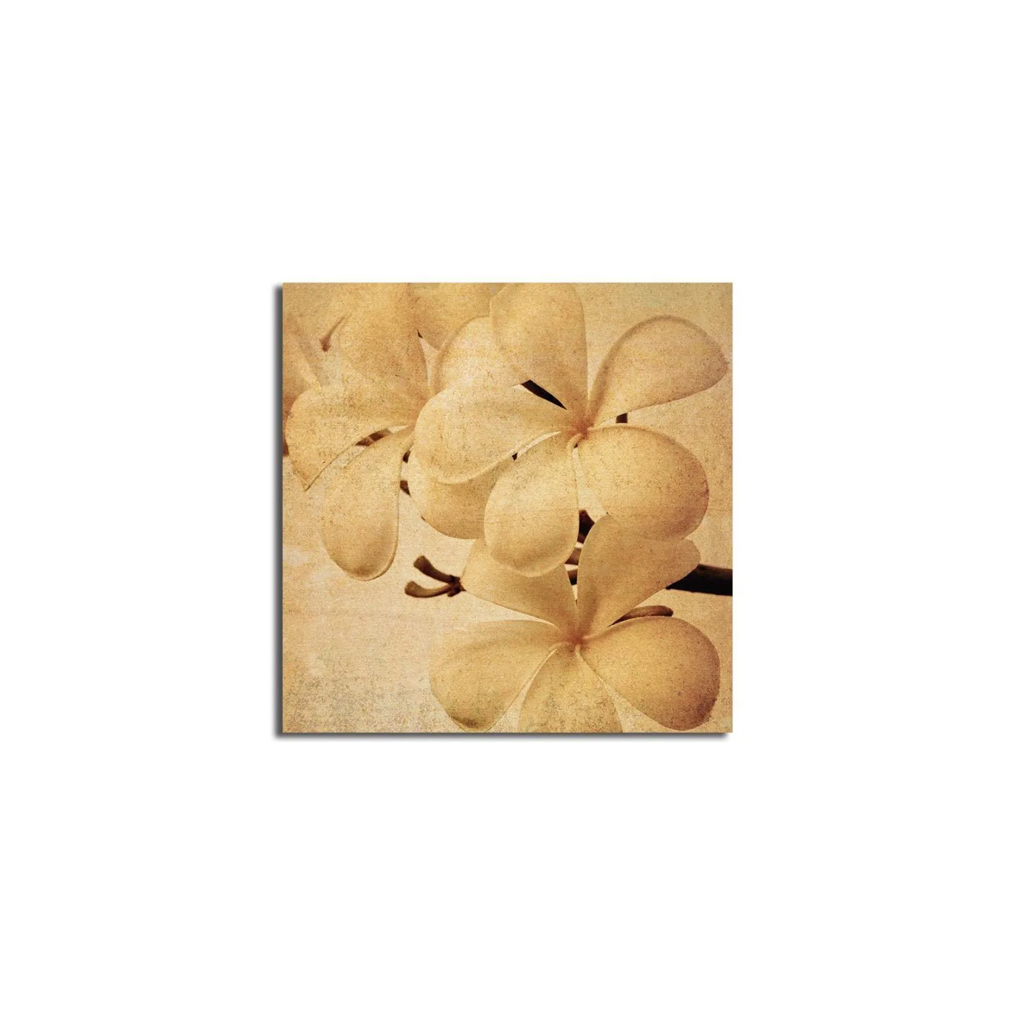 Canvastavla 45x45 cm - Vit orkidé med mjuka blomblad - Vit / Beige / Brun
