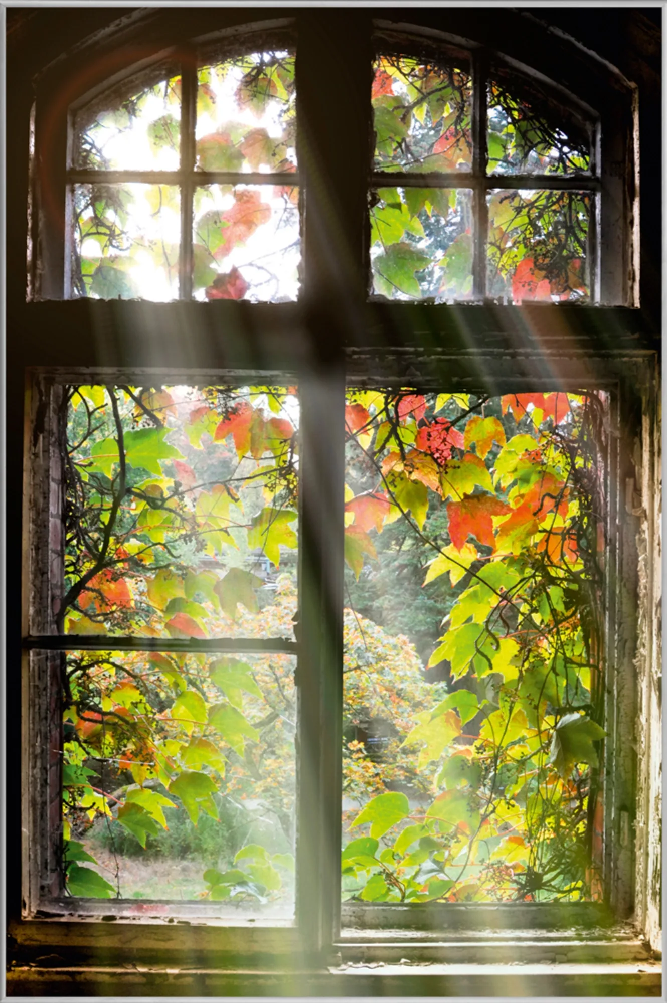 image LAND Bild mit Rahmen Fenster mit Laub | Schubiger Möbel