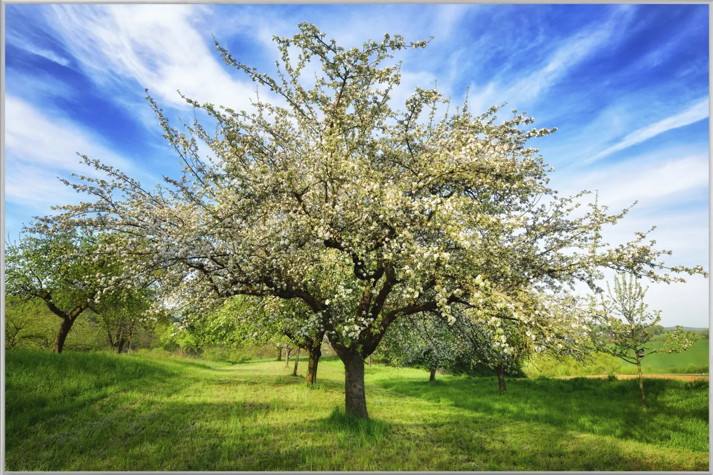 image LAND Bild mit Rahmen Blühende Obstbäume | Schubiger Möbel