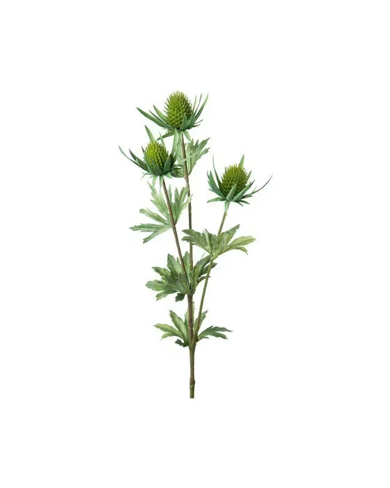 Thistle Cut Flower Green