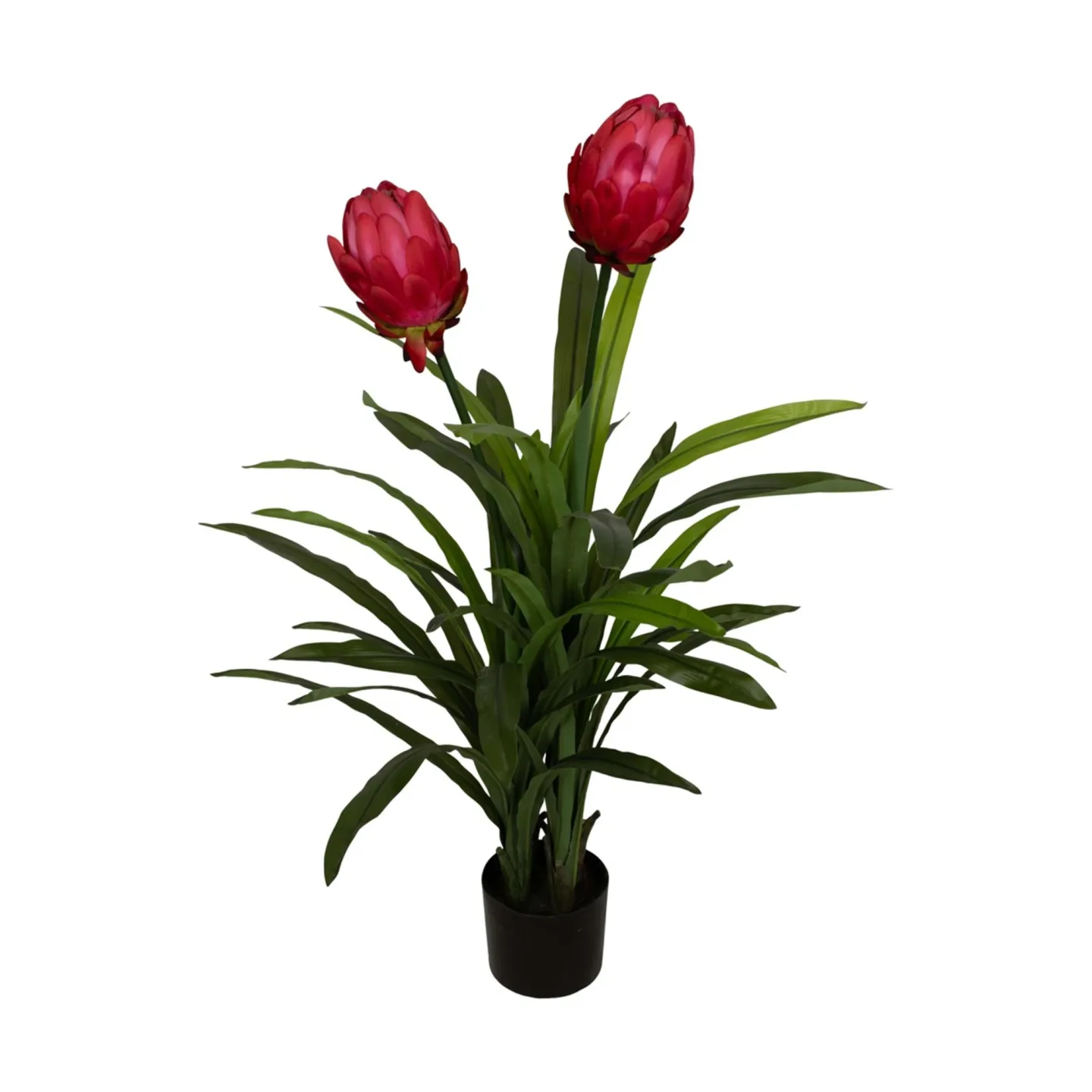 Decofinder Kunstpflanze Protea Pink H: 116 cm | Schubiger Möbel