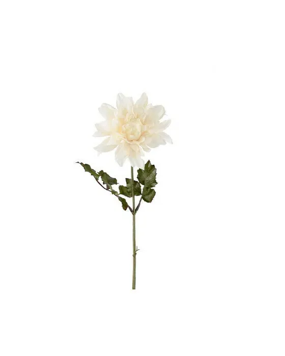 Dahlia afskåret blomst hvid