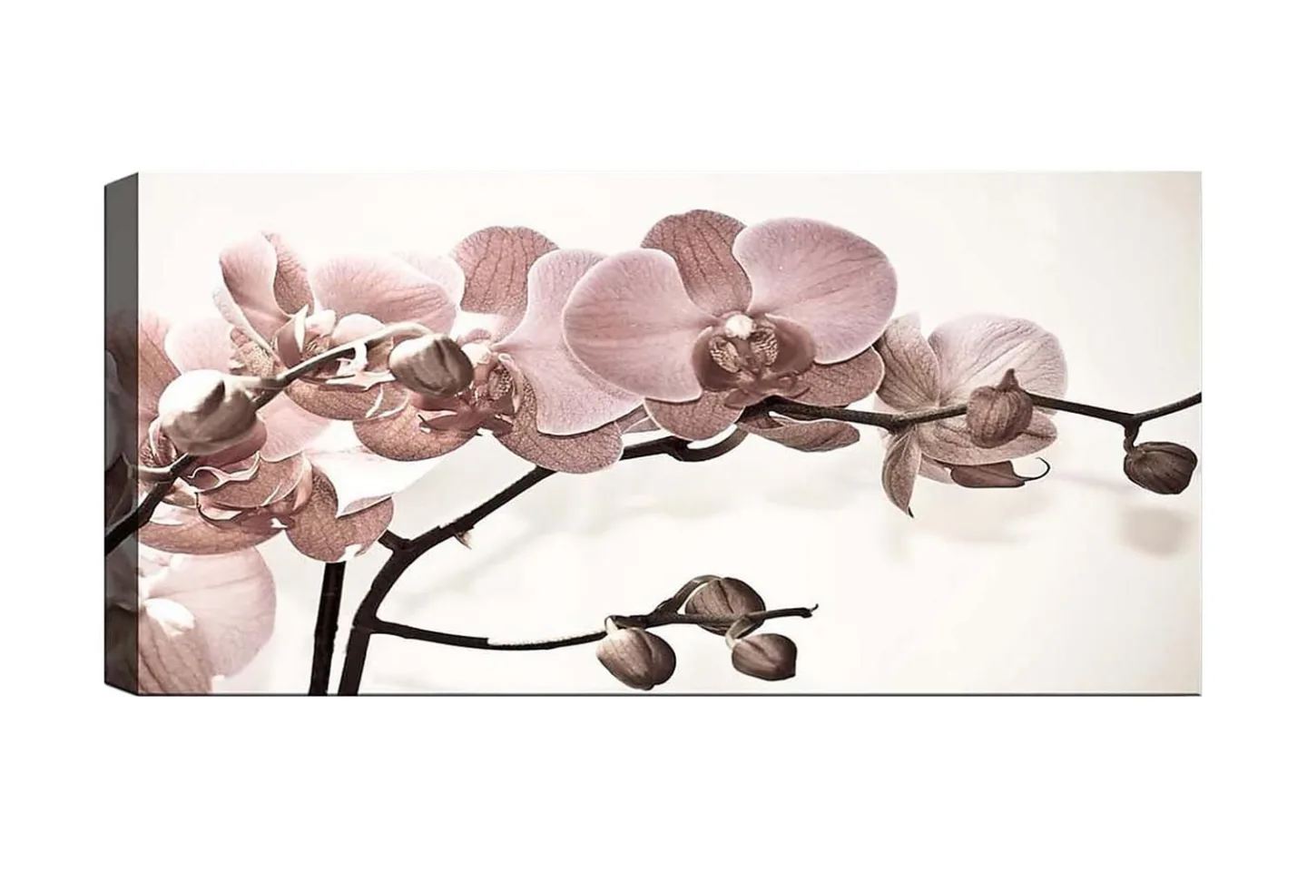 Canvastavla YTY Floral & Botanical Flerfärgad - 120x50 cm