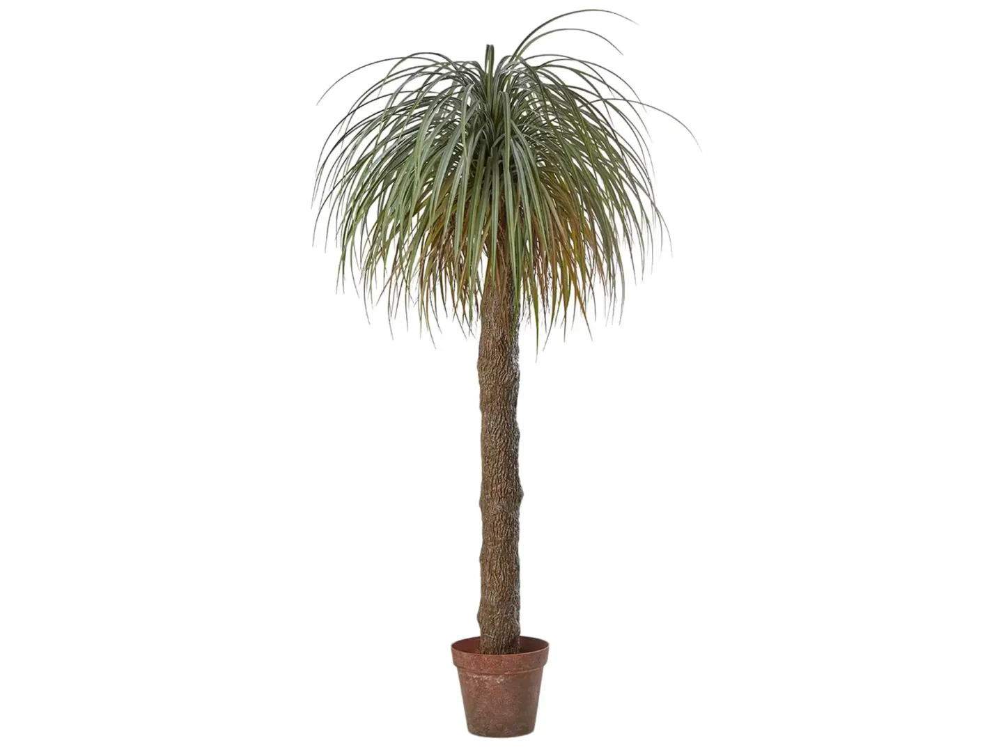 Edg Kunstpflanzen Beaucarnea H: 190 cm | Schubiger Möbel