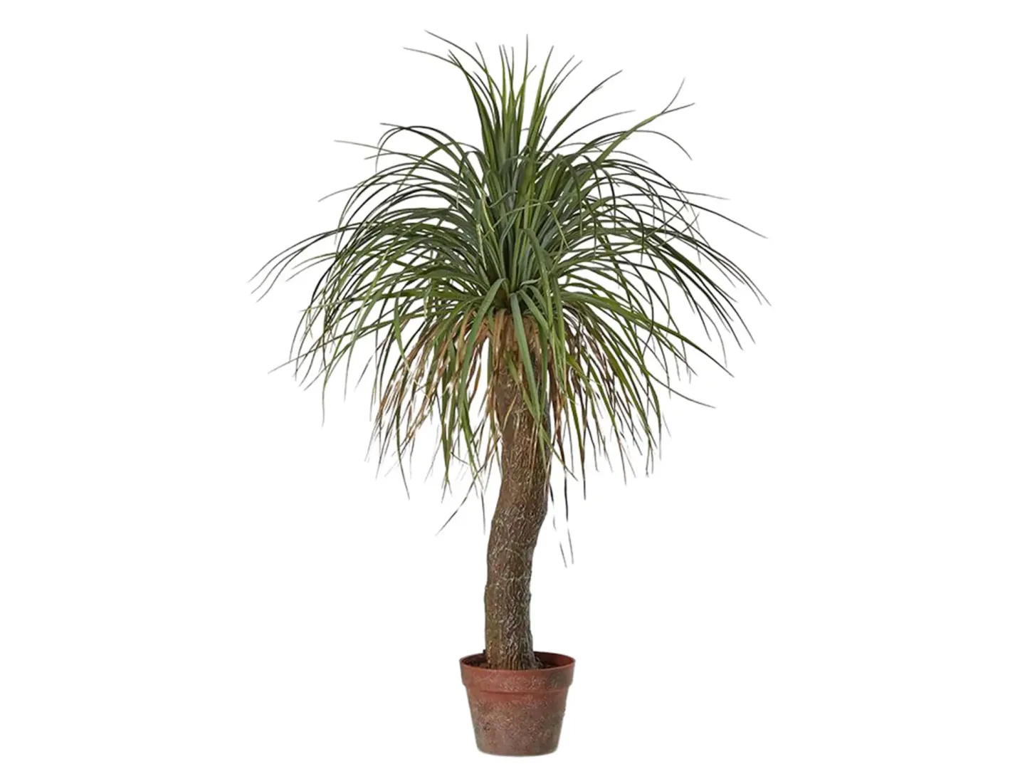 Edg Kunstpflanzen Beaucarnea H: 100 cm | Schubiger Möbel