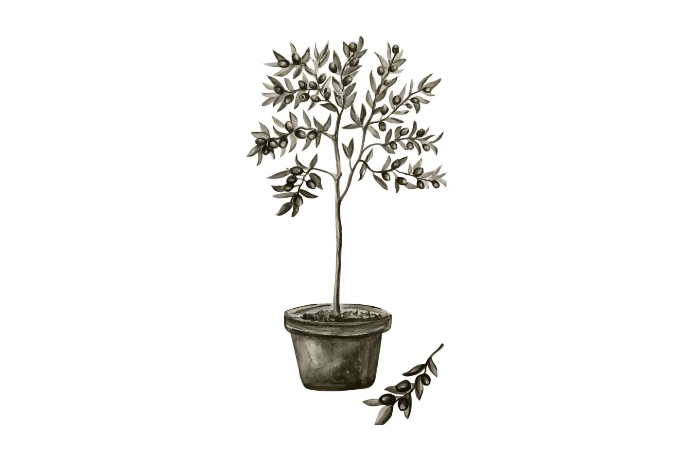 Poster Olive 50x70 cm - Vit/Grön