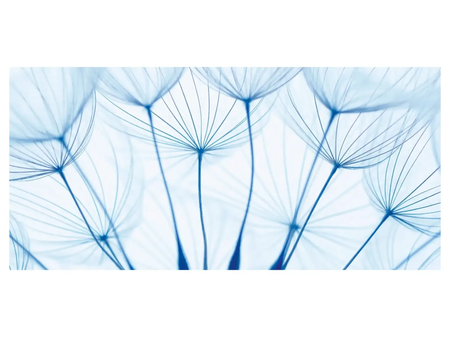 image LAND Digitaldruck auf Acrylglas Pusteblumen in Blau | Schubiger Möbel