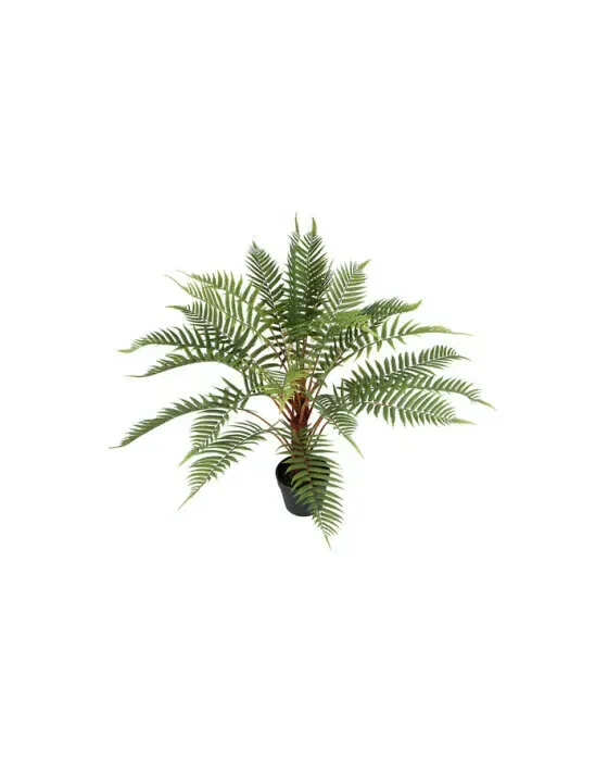 Bregne potteplante grøn
