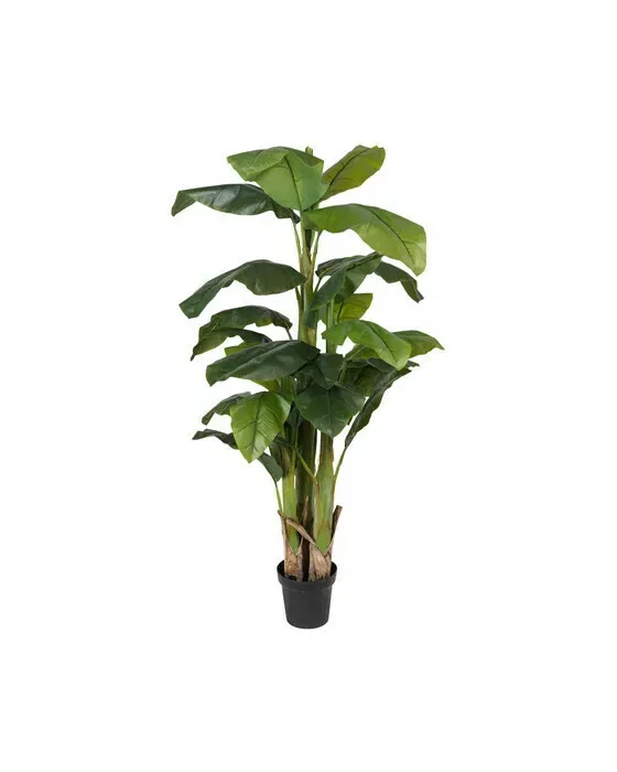 Banana Tree Potted Plant