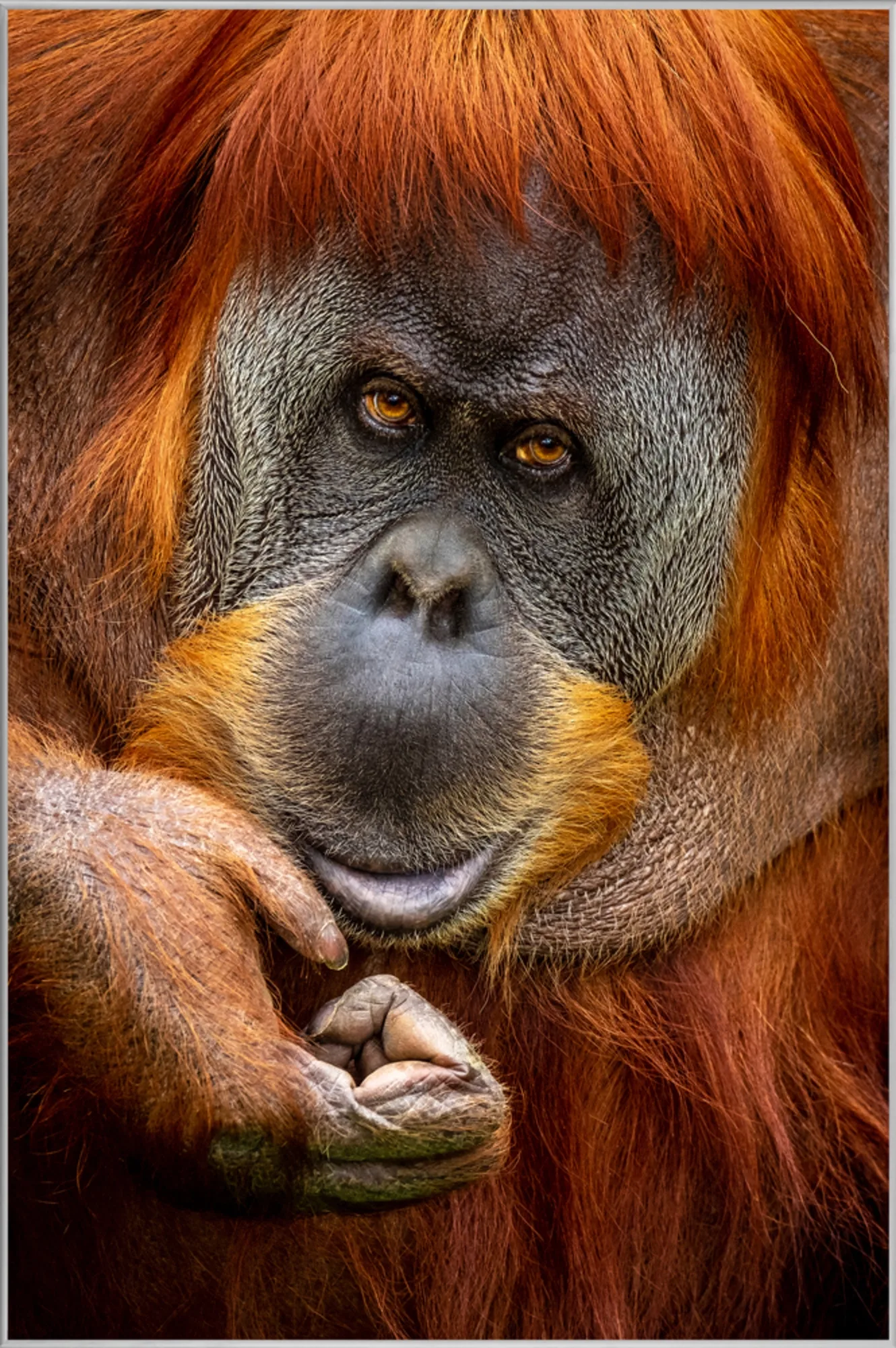 image LAND Bild mit Rahmen Orang-Utan | Schubiger Möbel