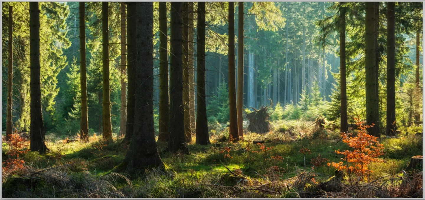 image LAND Bild mit Rahmen Herbstwald | Schubiger Möbel