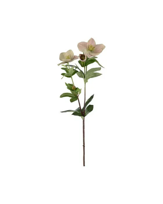 Julerose afskåret blomst rosa