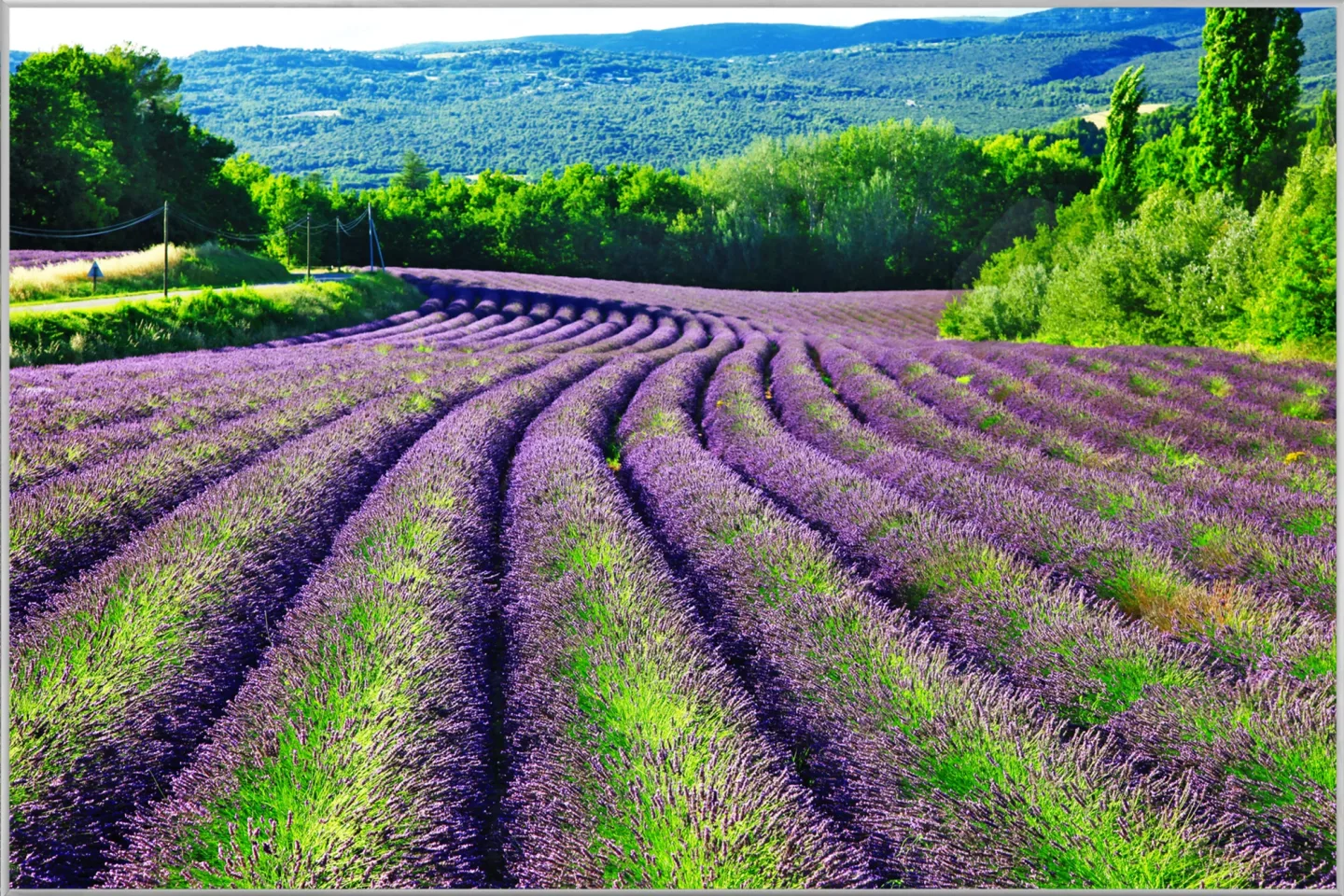 image LAND Bild mit Rahmen Lavendelfeld 1 | Schubiger Möbel