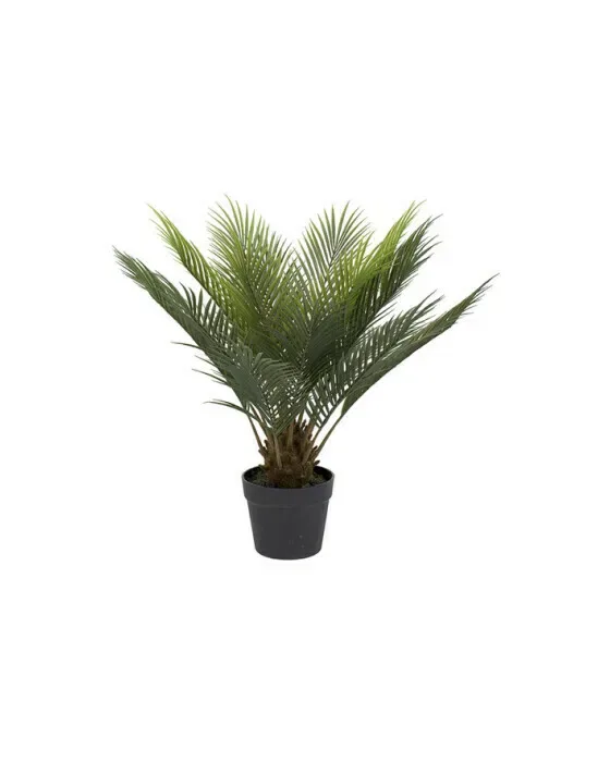 Cycas potteplante grøn