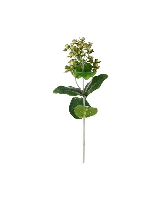 Hypericum afskåret blomst grøn