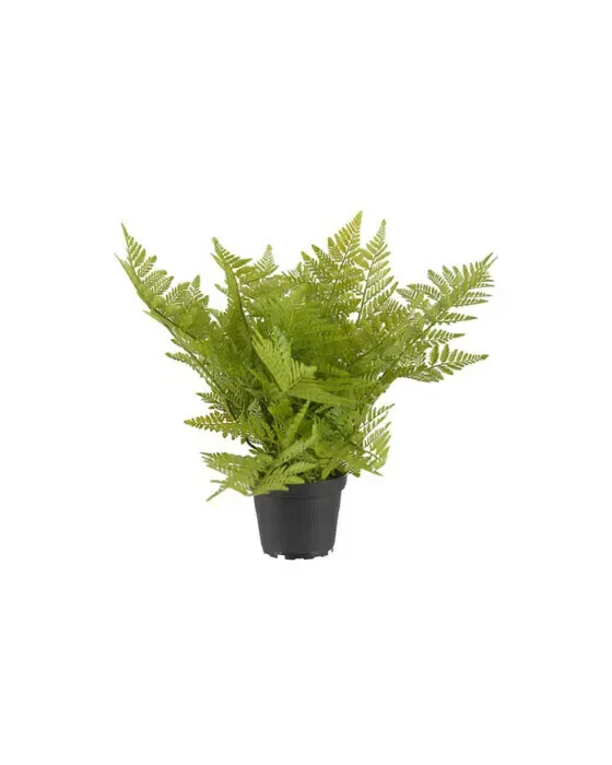 Bregne potteplante grøn
