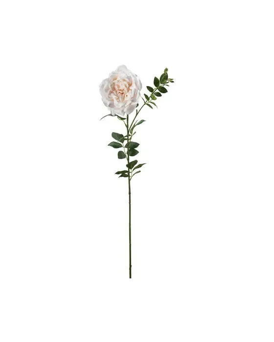 Rose afskårne blomster fersken