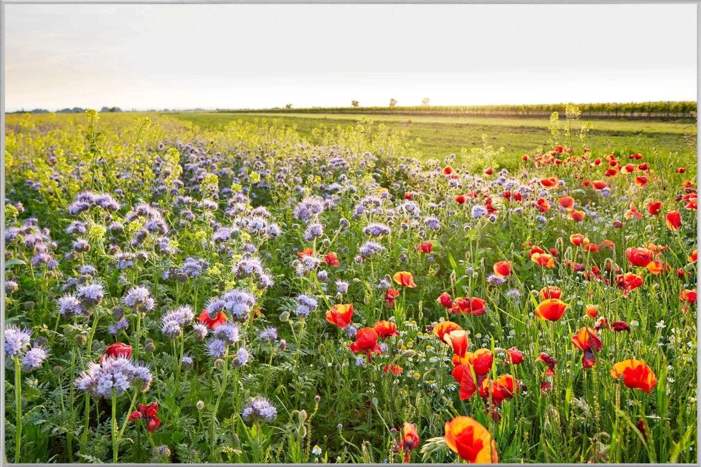 image LAND Bild mit Rahmen Blumenwiese | Schubiger Möbel