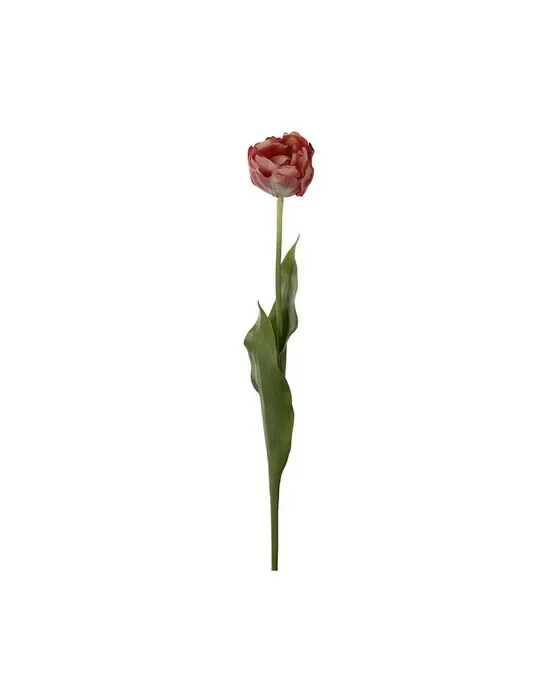 Tulipan afskårne blomster mörkrosa