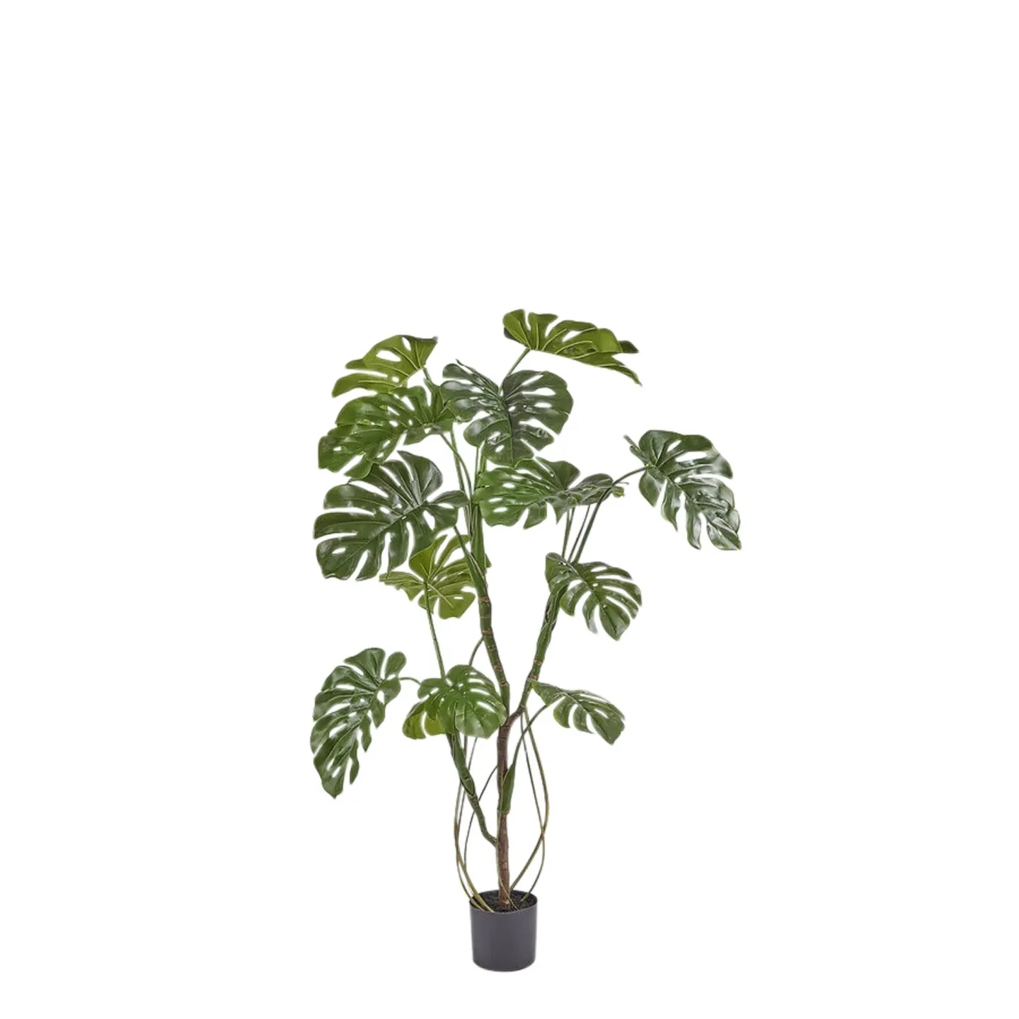 Edg Kunstpflanze Monstera H: 150 cm | Schubiger Möbel