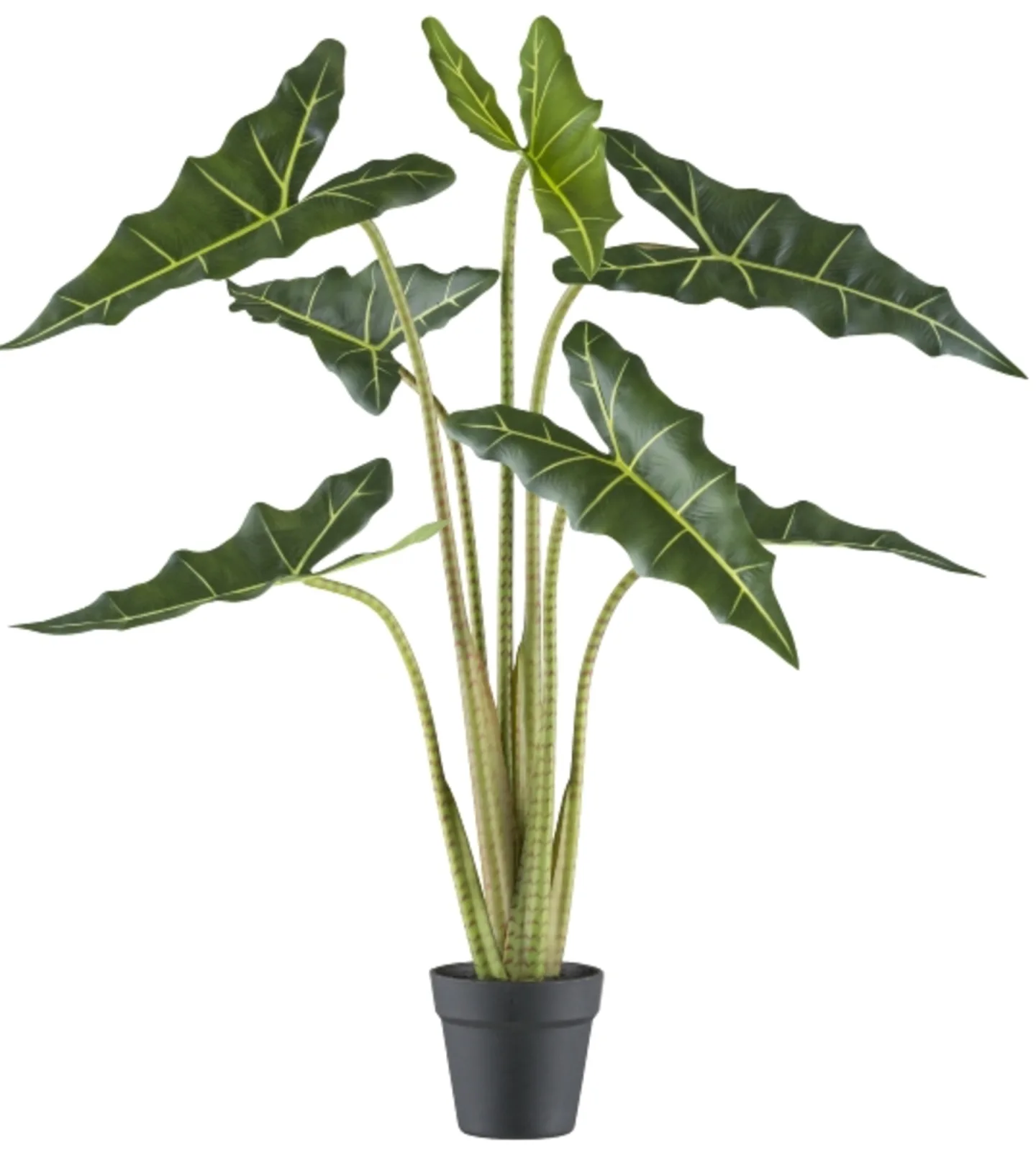 Gasper Kunstpflanzen Alocasia Zebrina Sarian im Kunststofftopf H: 100 c | Schubiger Möbel