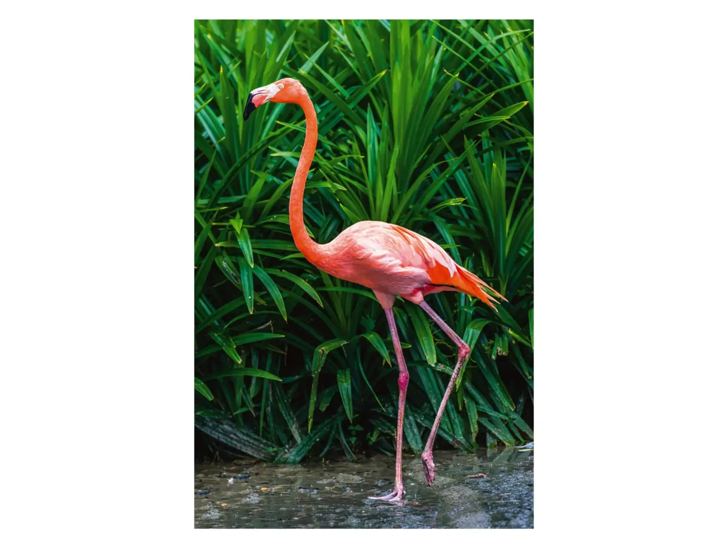 image LAND Digitaldruck auf Acrylglas Eleganter Flamingo | Schubiger Möbel