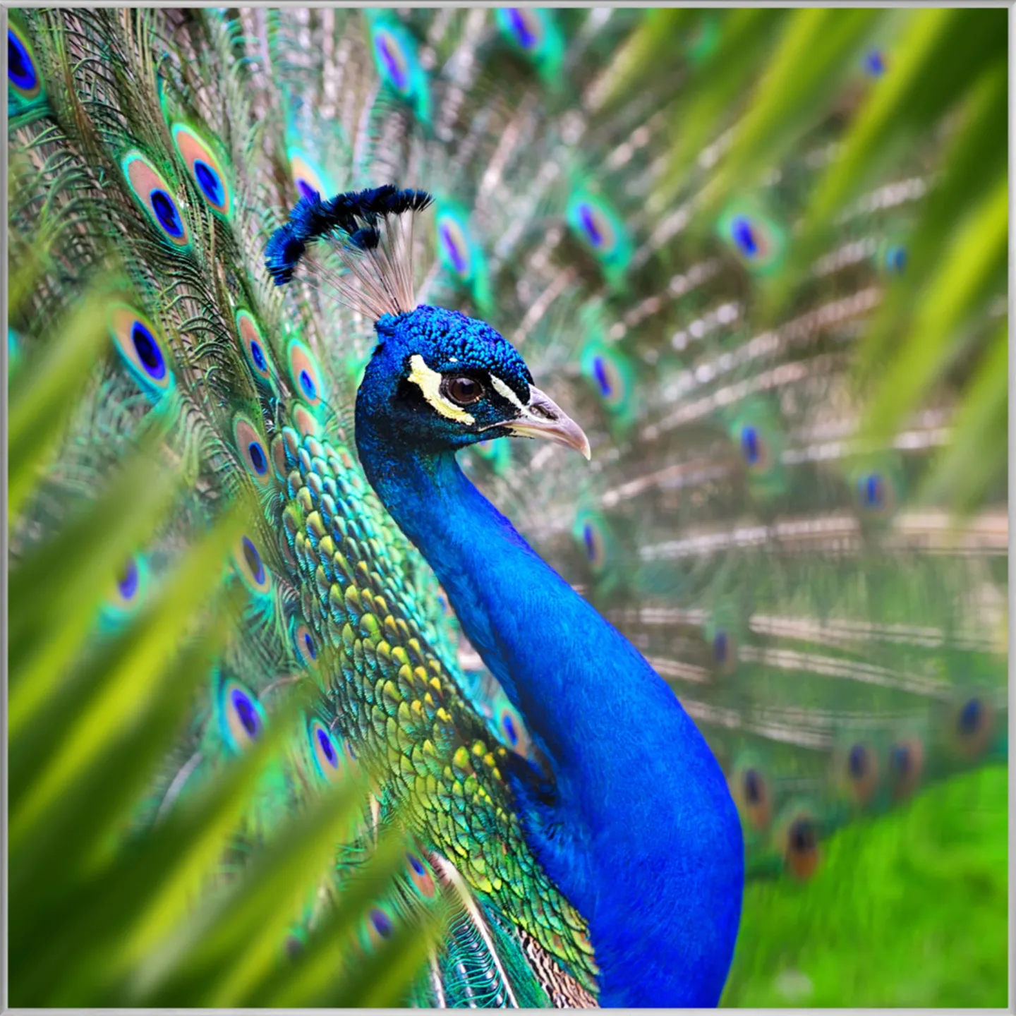 image LAND Bild mit Rahmen Eleganter Pfau | Schubiger Möbel