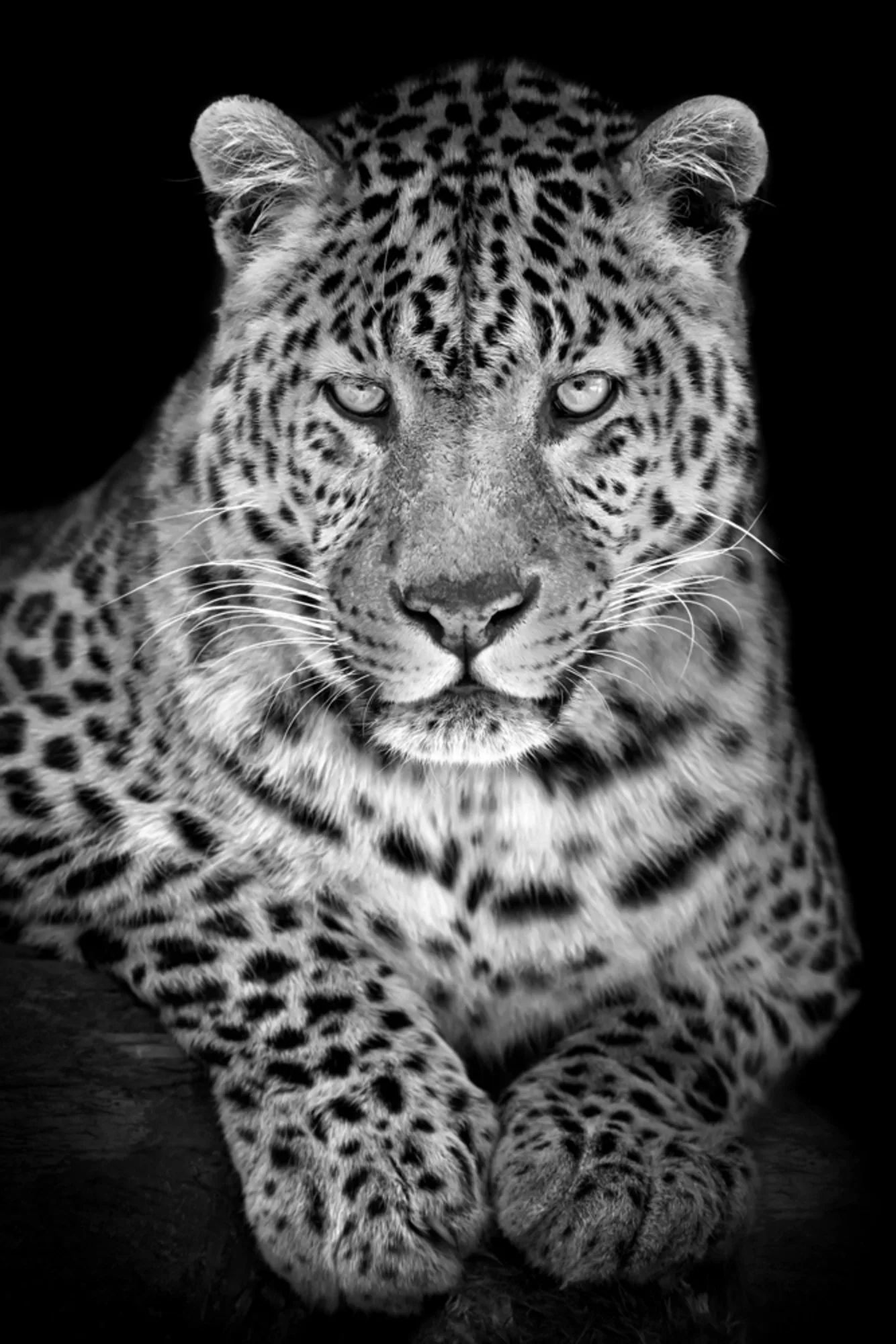 image LAND Alubild Leo | Schubiger Möbel