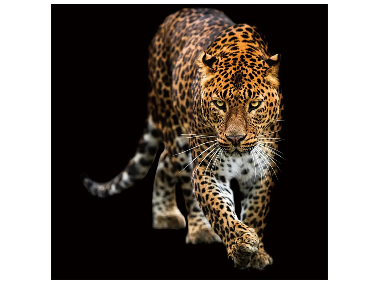 image LAND Digitaldruck auf Glas Schleichender Leopard | Schubiger Möbel