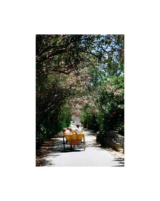 Oleander Drive