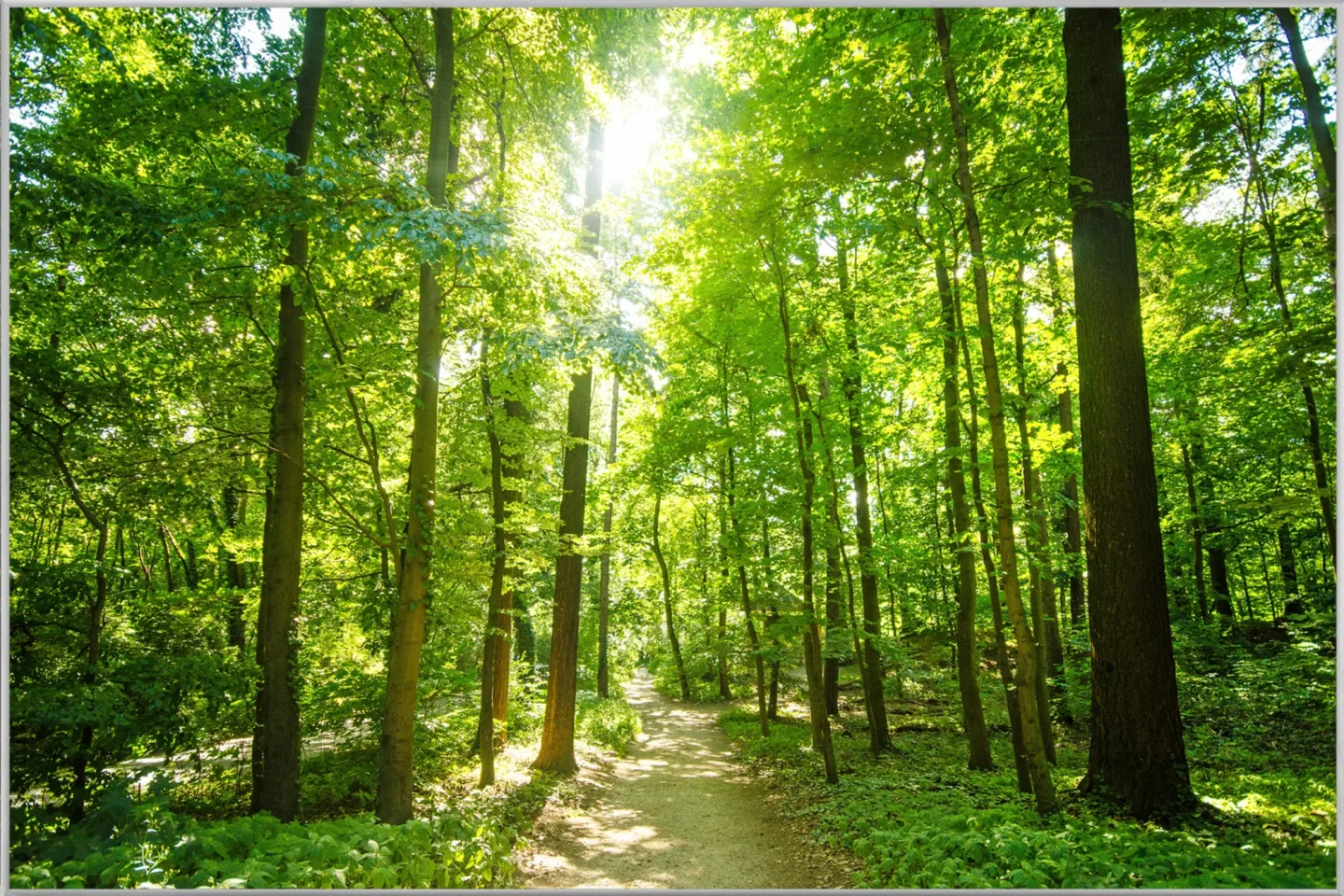 image LAND Bild mit Rahmen Waldweg | Schubiger Möbel
